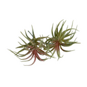 Spider Succulent