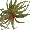 Spider Succulent