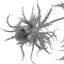Thistle Spray