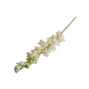 Tuberose flower stem