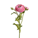 Ranunculus Spray