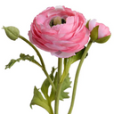 Ranunculus Spray