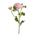 Ranunculus Spray