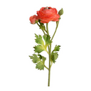 Ranunculus Spray