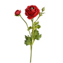 Ranunculus Spray