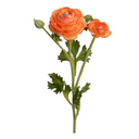 Ranunculus Spray