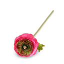 Ranunculus Stem
