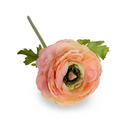 Ranunculus Stem