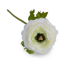 Ranunculus Stem