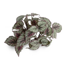 Rex Begonia bush