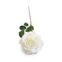 Rose "Dutchess" Stem