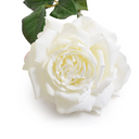 Rose "Dutchess" Stem