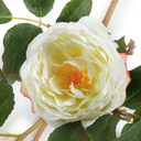 Rose Bud Stem
