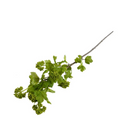 Viburnum Spray