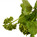 Viburnum Spray