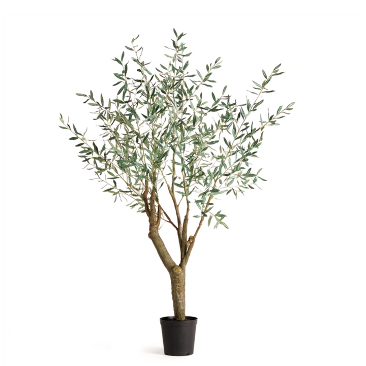 Olive Tree | Grand