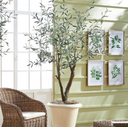 Olive Tree | Grand | 6' | Floor Model