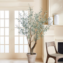 Olive Tree | Grand | 6' | Floor Model