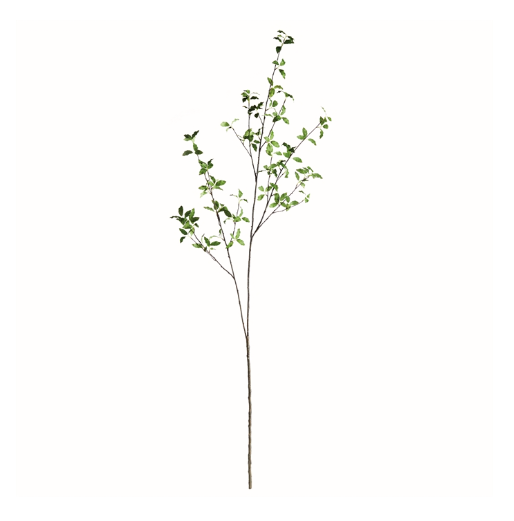 PITTOSPORUM BRANCH 78"