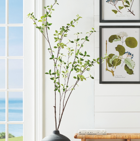 PITTOSPORUM BRANCH 78"