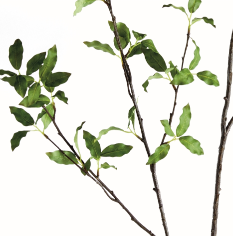 PITTOSPORUM BRANCH 78"