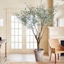 Olive Tree | Grand | 8' | Floor Model