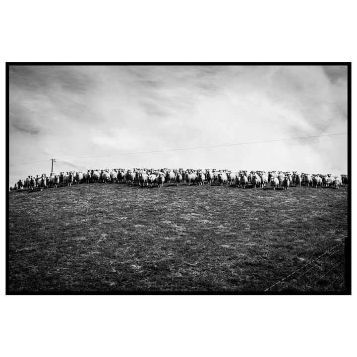 Echoes of the Catlins | Sheep Amongst the Hills