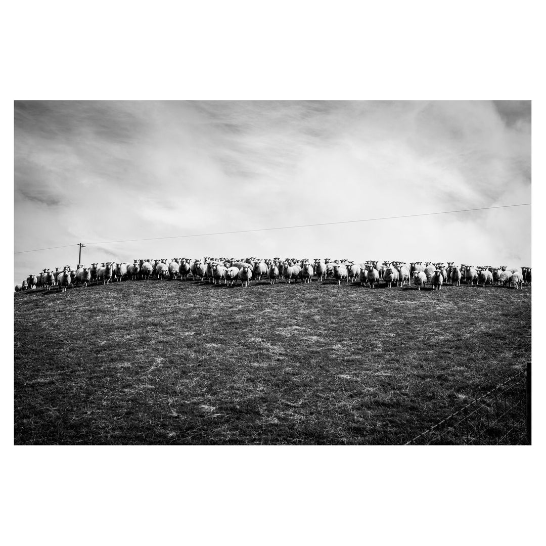 Echoes of the Catlins | Sheep Amongst the Hills