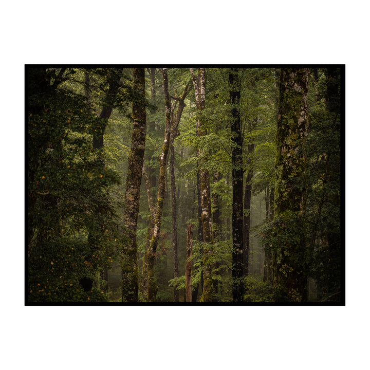 Stoic Sentinels | The Forest of Lake Rotoiti