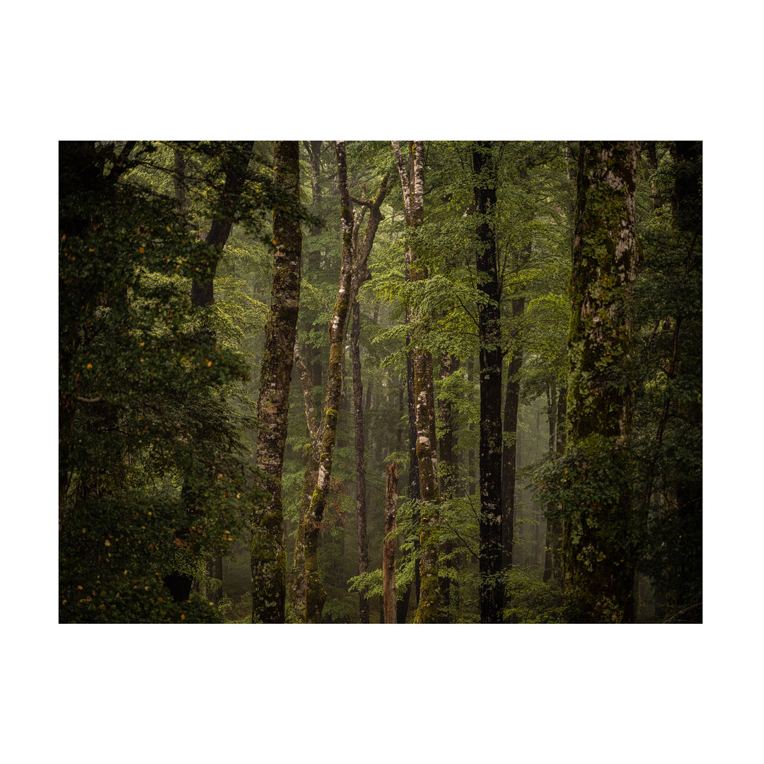 Stoic Sentinels | The Forest of Lake Rotoiti