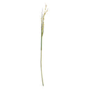 Scotch Grass Stem | 48"