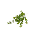 Privet Foliage Spray