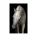 Stallion