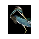 Blue Heron