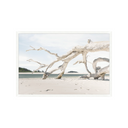 Driftwood