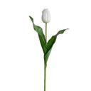 Tulip Stem, Dutch, 18"L - White