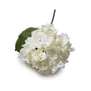 Hydrangea Stem