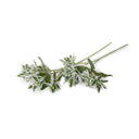 Euphorbia (Snow-on-the-Mountain) Spray, 15" L