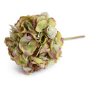 Hydrangea Stem