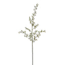 Brassia Spider Orchid spray