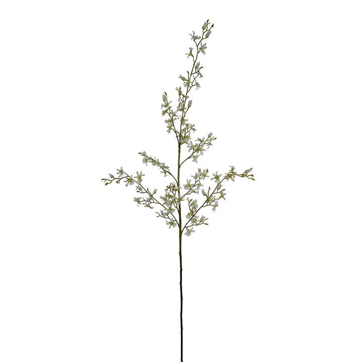 Brassia Spider Orchid spray, 48"