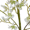 Brassia Spider Orchid spray