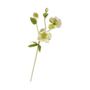 Helleborus (Lenten Rose)
