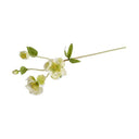 Helleborus (Lenten Rose) Stem 25"H