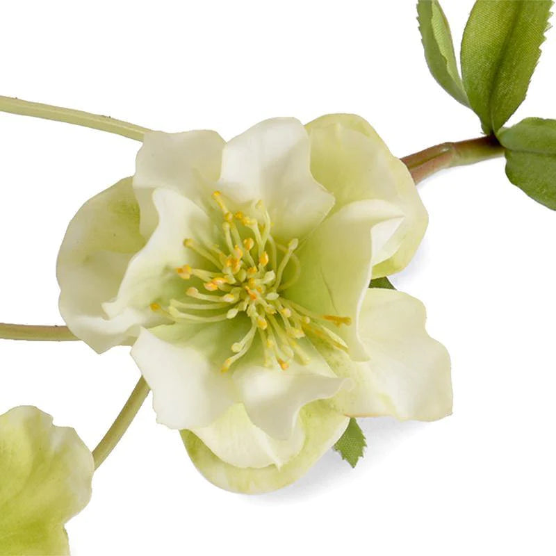 Helleborus (Lenten Rose) | 25" Stem