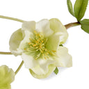Helleborus (Lenten Rose)