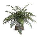Athyrium Lady Fern Spray, 22"L Green-gray