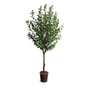 Camellia Tree Large