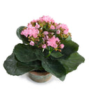 Kalanchoe Plant
