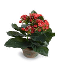 Kalanchoe Plant